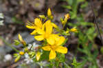 False spotted St. Johnswort